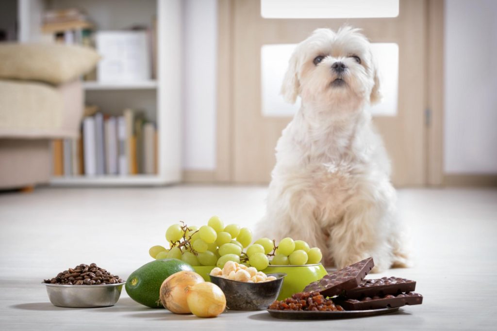 Опасни домашни храни за кучета
