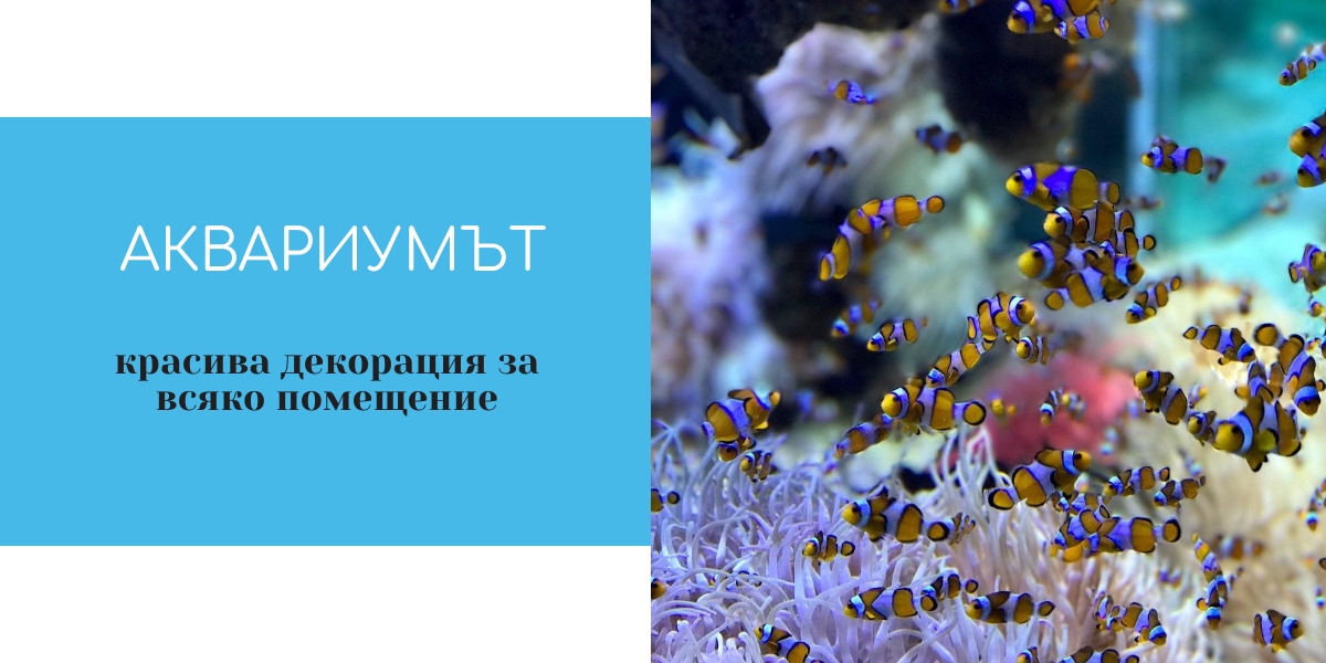 Аквариумът – красива декорация за всяко помещение и балсам за уморения ...